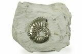 Pyritized Jurassic Ammonite (Amaltheus) Fossil - France #367615-1